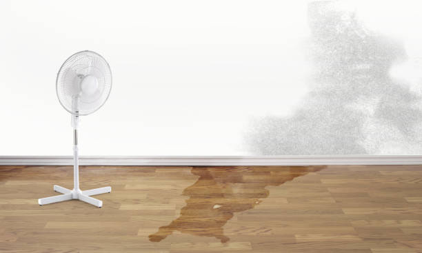 Best Water damage contractors near me  in Hebbronville, TX