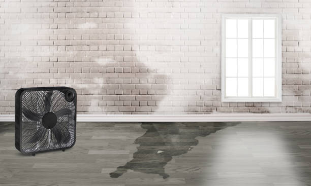 Best Water damage restoration near me  in Hebbronville, TX