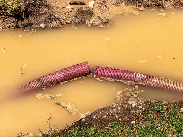 Best Mold removal after water damage  in Hebbronville, TX